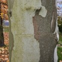 Platanus x hispanica - Foto 1