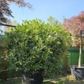 Rhododendron 'Cunningham's White' - Foto 3
