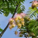 Albizia Julibrissin - 2