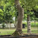 Acer palmatum 'Dissectum' - Foto 5