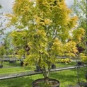 Acer palmatum 'Ueno Yama' - 2