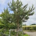 Pinus sylvestris - 2
