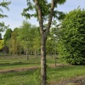 Gleditsia triacanthos 'Skyline' - 2