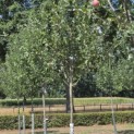 Malus domestica 'Sijden Hempje' - Foto 2