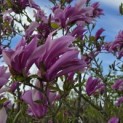 Magnolia 'Susan' - 4
