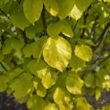 Fagus sylvatica 'Dawyck Gold' - 4