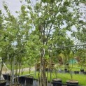 Quercus ilex - 3