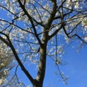 Amelanchier lamarckii - 5