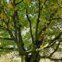 Acer campestre - Foto 2
