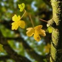 Acer campestre - Foto 4