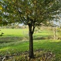 Acer campestre - Foto 3