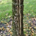 Acer campestre - Foto 5