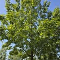 Quercus rubra - 4
