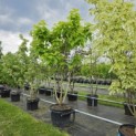 Catalpa bignonioides 'Aurea' - 1
