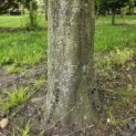 Carpinus betulus Fastigiata - 2