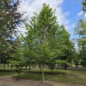 Carpinus betulus 'Frans Fontaine'   (Fastigiata) - Foto 4