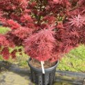 Acer palmatum 'Jerre Schwartz' - Foto 2