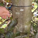 Fagus sylvatica 'Atropunicea' - 1