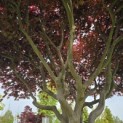 Acer palmatum 'Bloodgood' - 5