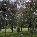 Fagus sylvatica 'Atropunicea' - 3