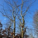 Fagus sylvatica - 5