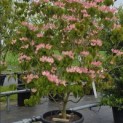 Cornus 'Rosy Teacups' - Foto 1