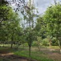 Pyrus communis (handpeer) - 1