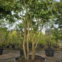 Parrotia persica - 2