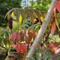 Rhus typhina - Foto 1