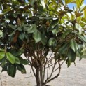 Magnolia grandiflora 'Goliath' - 4