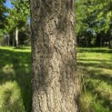 Quercus Palustris - 9