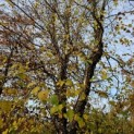 betula nigra - 1