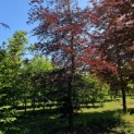 Fagus sylvatica 'Atropunicea' - 6