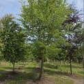 Carpinus Betulus - verplant in het voorjaar van 2026