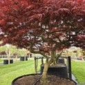 Acer palmatum 'Garnet' - 8
