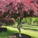 Acer palmatum 'Garnet' - 2