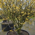 Hamamelis x intermedia 'Arnold Promise' - 3