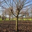 Platanus hispanica - 2024