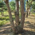 Pinus sylvestris - 3