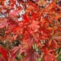 Acer palmatum 'Sumi-Nagashi' - 4