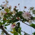 Prunus x Subhirtella 'Autumnalis' - 2