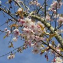 Prunus x Subhirtella 'Autumnalis' - 2