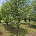 Salix Alba - juni 2026