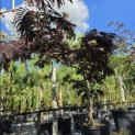 Albizia julibrissin 'Summer Chocolate' - Foto 7