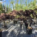 Albizia julibrissin 'Summer Chocolate' - Foto 6