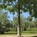 Quercus rubra - 6