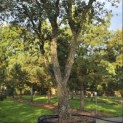 Quercus Suber - Foto 1