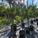 Pinus sylvestris - Foto 2