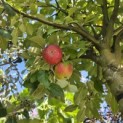 Malus domestica 'Ingrid Marie' - Foto 3
