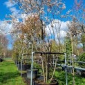 Amelanchier lamarckii - Afbeelding 3